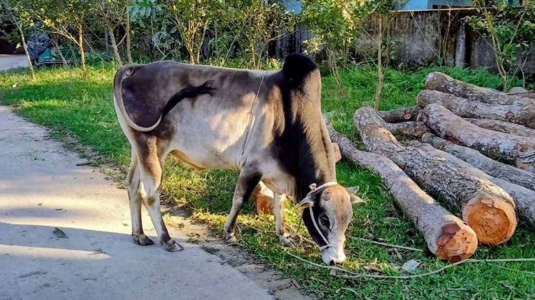 ষাঁড়ের লড়াইয়ের নামে জুয়া, জব্দ ষাঁড় নিলামে বিক্রি