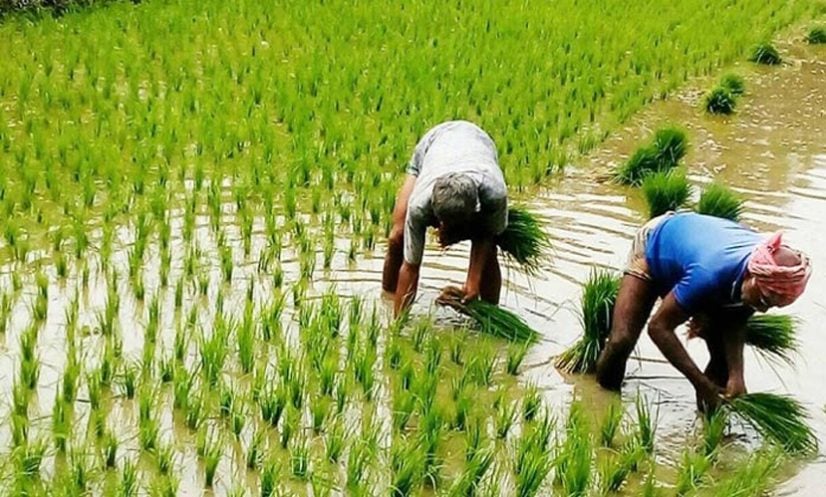 দিনাজপুরে কৃষকদের জন্য ব্যতিক্রমী সেবা কেন্দ্র
